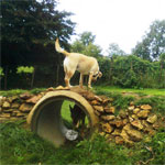 pension pour chiens, St Pardoux en deux sevres