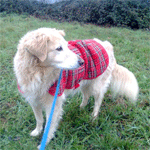 pension pour chiens, St Pardoux en deux sevres