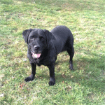 pension pour chiens, St Pardoux en deux sevres