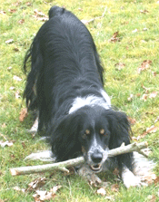 Dog boarding Kennels near Parthenay